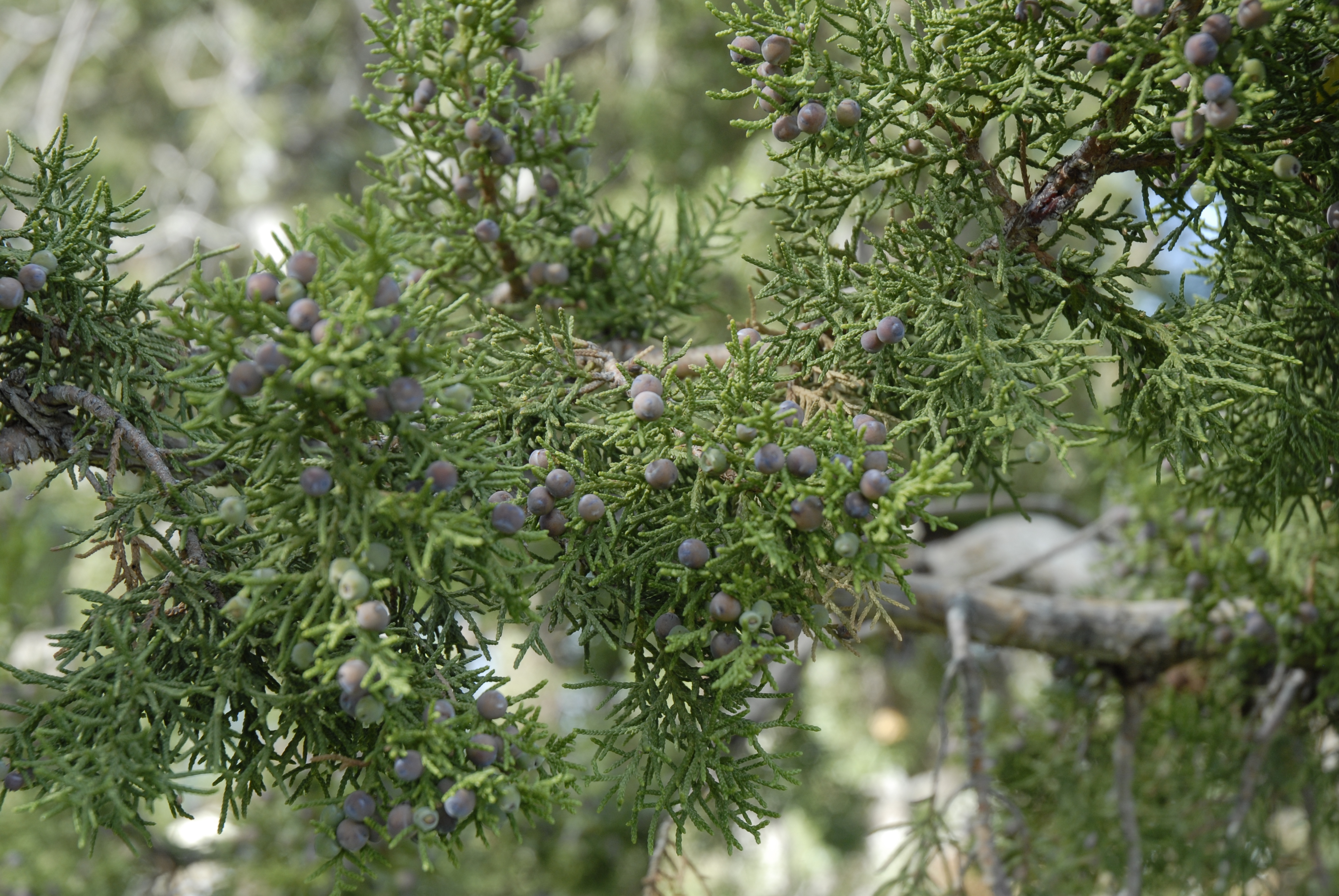 Rocky Mountain Juniper